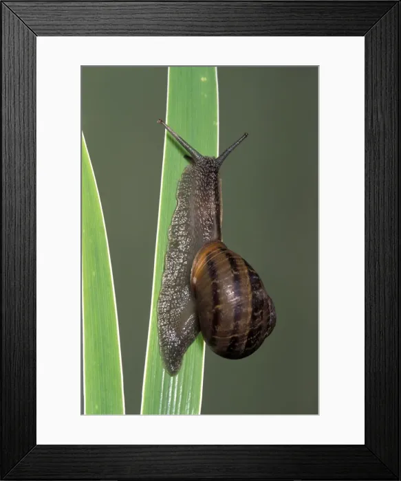 Framed Print : Picture No. 10896310 Framed Print : Picture No. 10896310