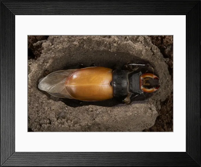 Framed Print : Picture No. 10896309 Framed Print : Picture No. 10896309