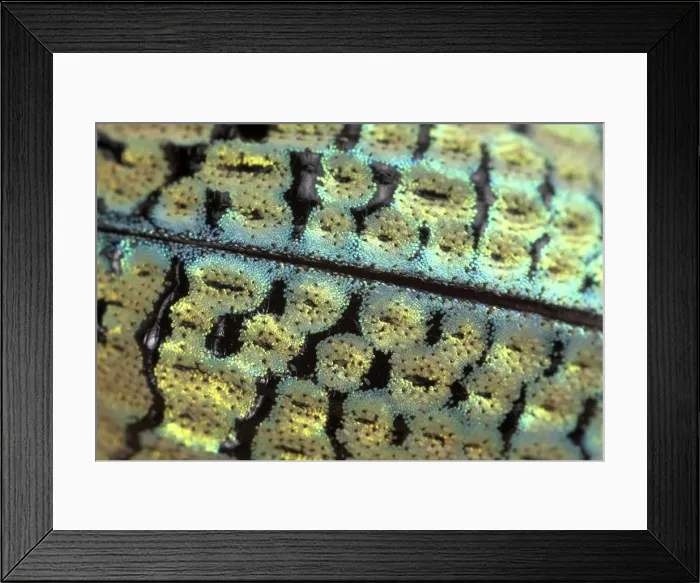 Framed Print : Picture No. 10896311 Framed Print : Picture No. 10896311