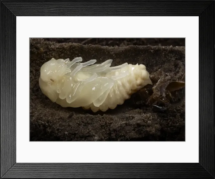 Framed Print : Picture No. 10896365 Framed Print : Picture No. 10896365
