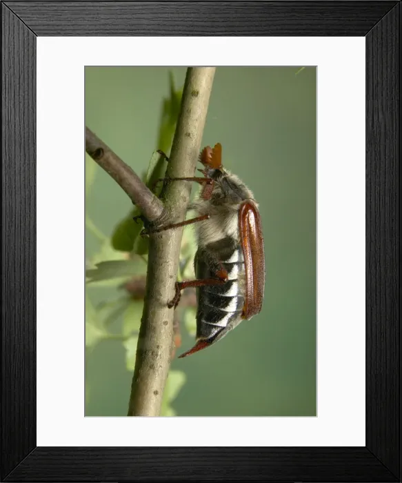 Framed Print : Picture No. 10896363 Framed Print : Picture No. 10896363