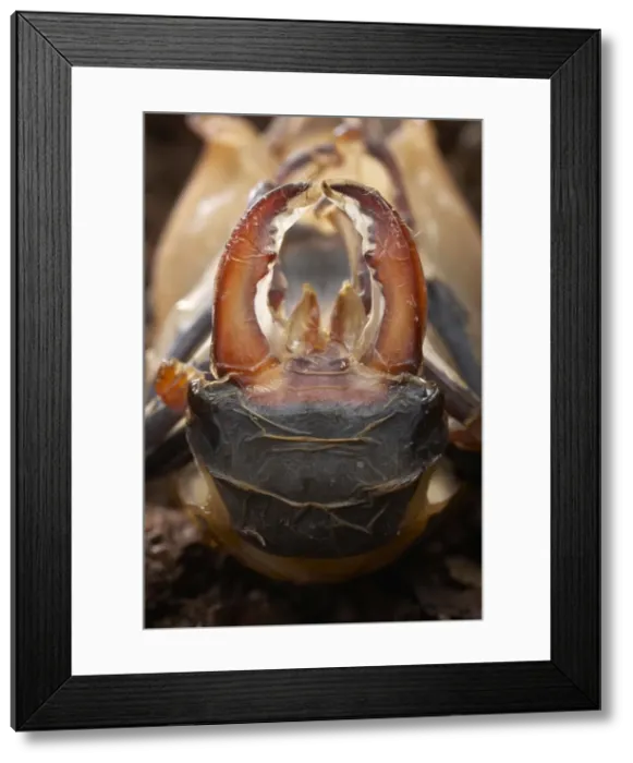 Framed Print : Picture No. 10896367 Framed Print : Picture No. 10896367