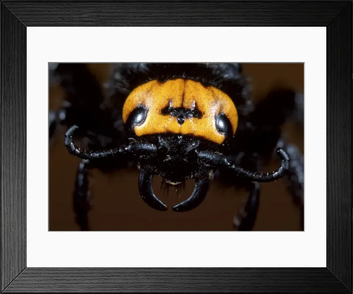 Framed Print : Picture No. 10896362 Framed Print : Picture No. 10896362