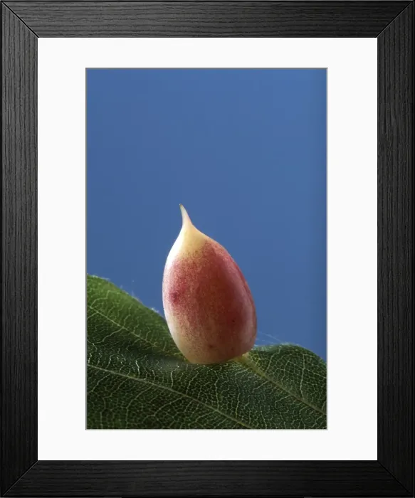 Framed Print : Picture No. 10896368 Framed Print : Picture No. 10896368