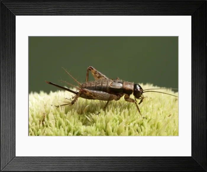 Framed Print : Picture No. 10896370 Framed Print : Picture No. 10896370