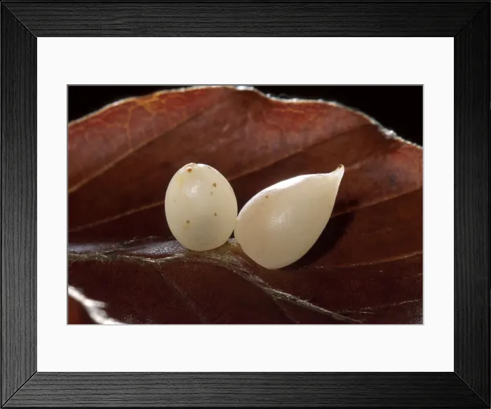 Framed Print : Picture No. 10896364 Framed Print : Picture No. 10896364