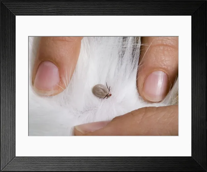 Framed Print : Picture No. 10896373 Framed Print : Picture No. 10896373