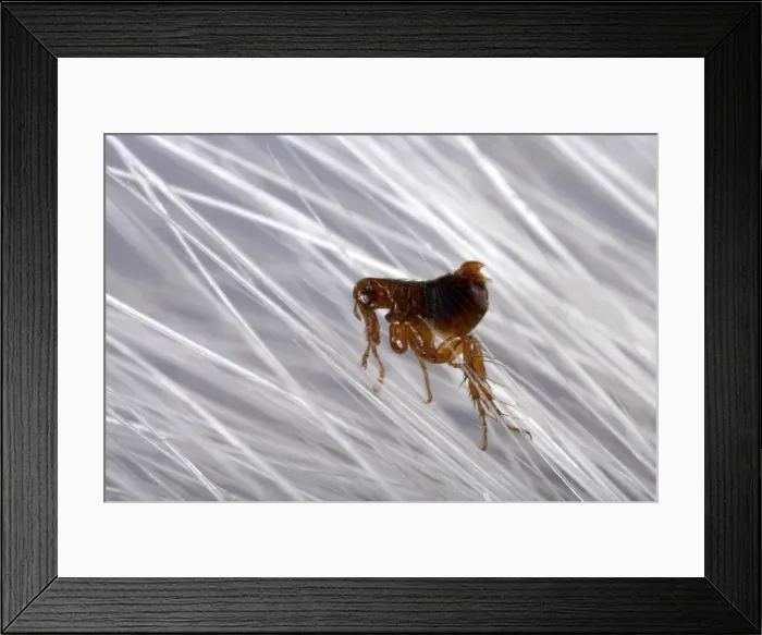 Framed Print : Picture No. 10896369