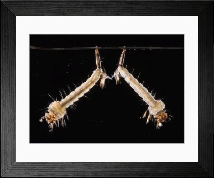 Framed Print : Picture No. 10896374