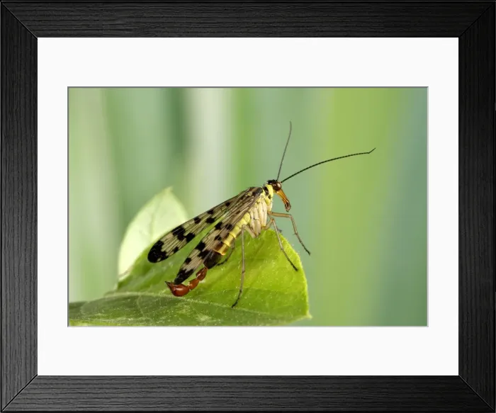 Framed Print : Picture No. 10896372 Framed Print : Picture No. 10896372