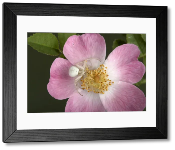 Framed Print : Picture No. 10896371 Framed Print : Picture No. 10896371
