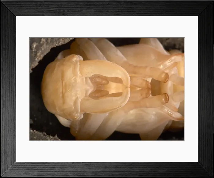 Framed Print : Picture No. 10896377 Framed Print : Picture No. 10896377