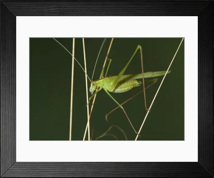 Framed Print : Picture No. 10896378