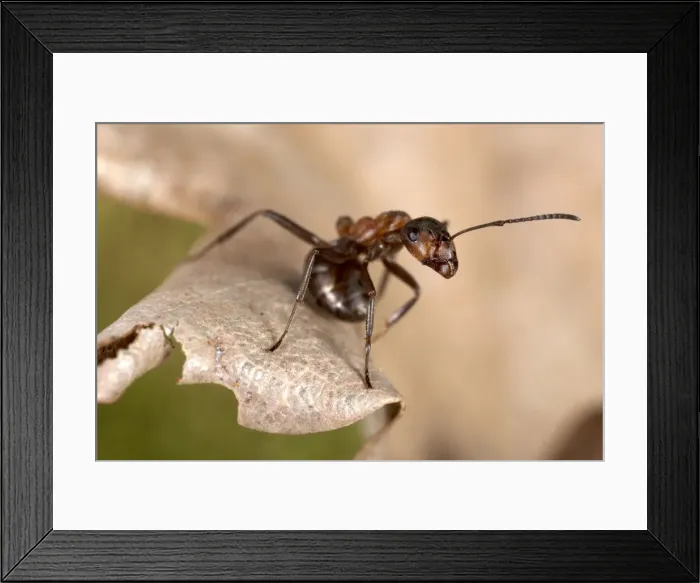 Framed Print : Picture No. 10896375 Framed Print : Picture No. 10896375