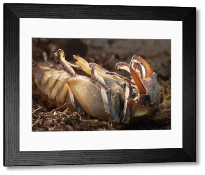 Framed Print : Picture No. 10896376 Framed Print : Picture No. 10896376