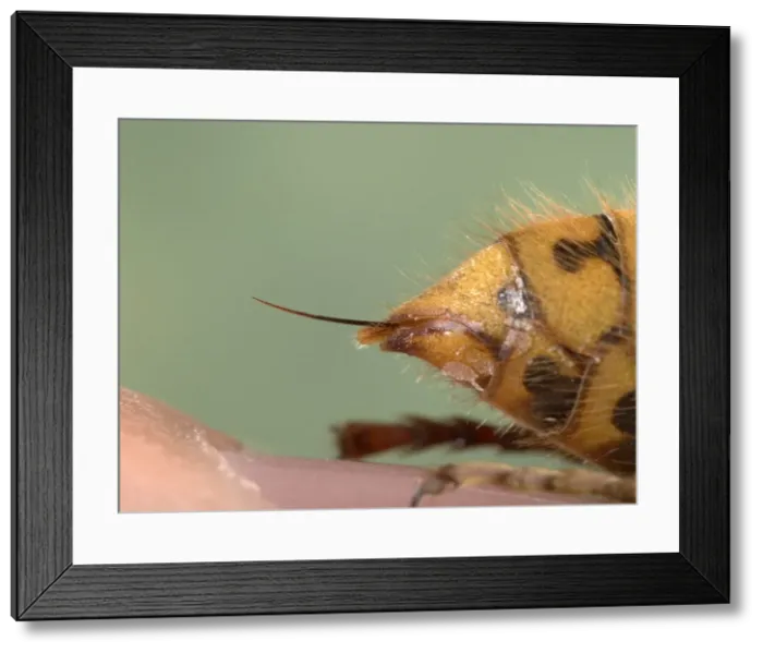 Framed Print : Picture No. 10896381 Framed Print : Picture No. 10896381