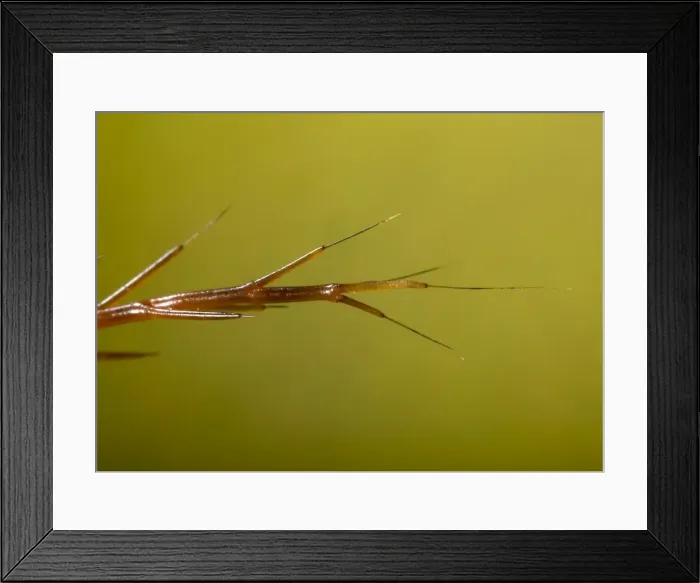 Framed Print : Picture No. 10896382 Framed Print : Picture No. 10896382