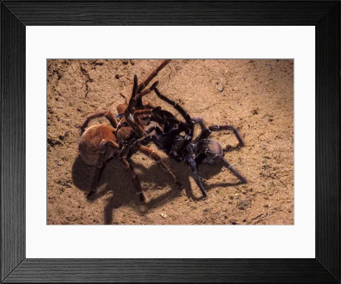 Framed Print : Picture No. 10896385 Framed Print : Picture No. 10896385