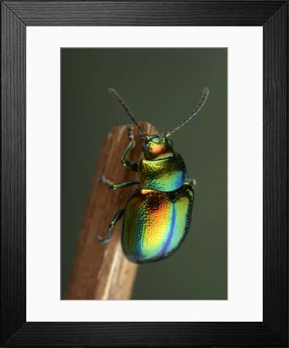 Framed Print : Picture No. 10896379 Framed Print : Picture No. 10896379