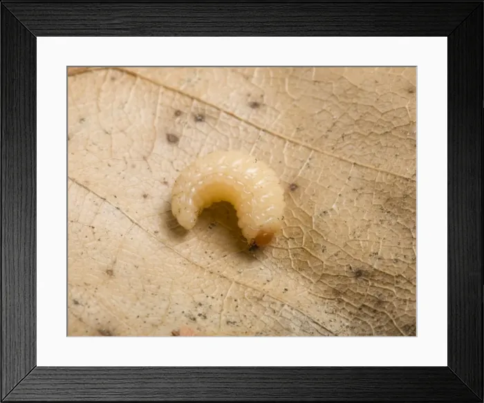 Framed Print : Picture No. 10896387 Framed Print : Picture No. 10896387