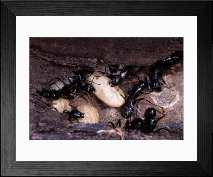 Framed Print : Picture No. 10896383 Framed Print : Picture No. 10896383