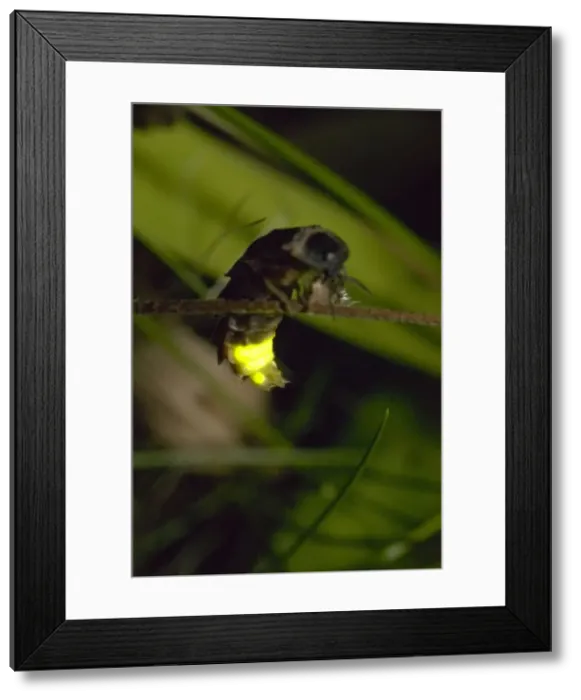 Framed Print : Picture No. 10896388 Framed Print : Picture No. 10896388