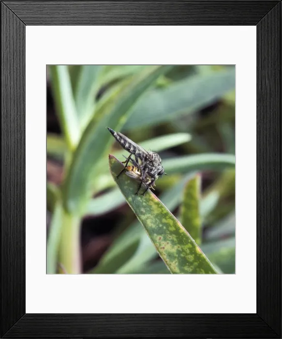 Framed Print : Picture No. 10896384 Framed Print : Picture No. 10896384