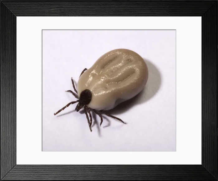 Framed Print : Picture No. 10896392 Framed Print : Picture No. 10896392