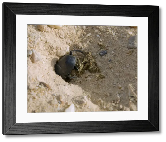 Framed Print : Picture No. 10896394 Framed Print : Picture No. 10896394