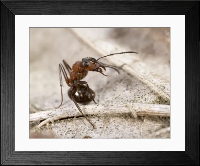 Framed Print : Picture No. 10896391