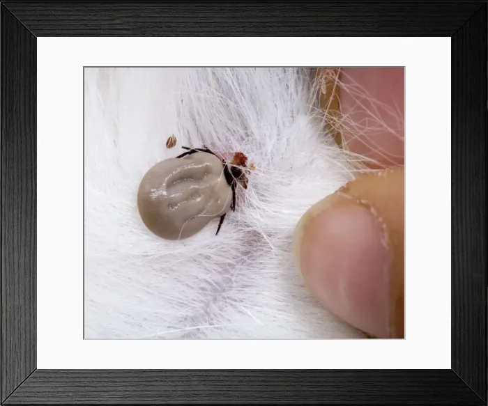 Framed Print : Picture No. 10896389 Framed Print : Picture No. 10896389