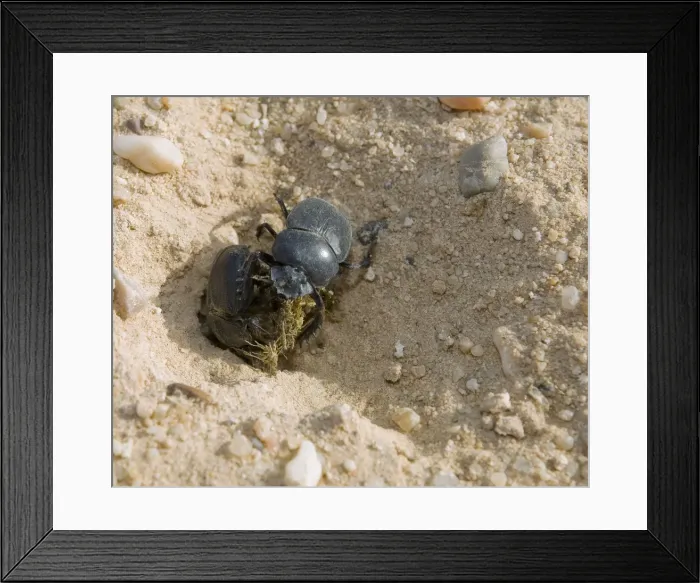 Framed Print : Picture No. 10896393 Framed Print : Picture No. 10896393