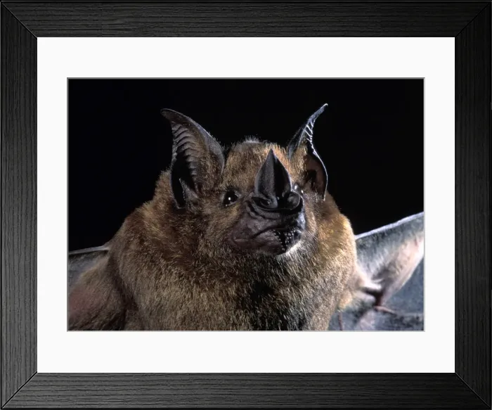 Framed Print : Picture No. 10896395 Framed Print : Picture No. 10896395