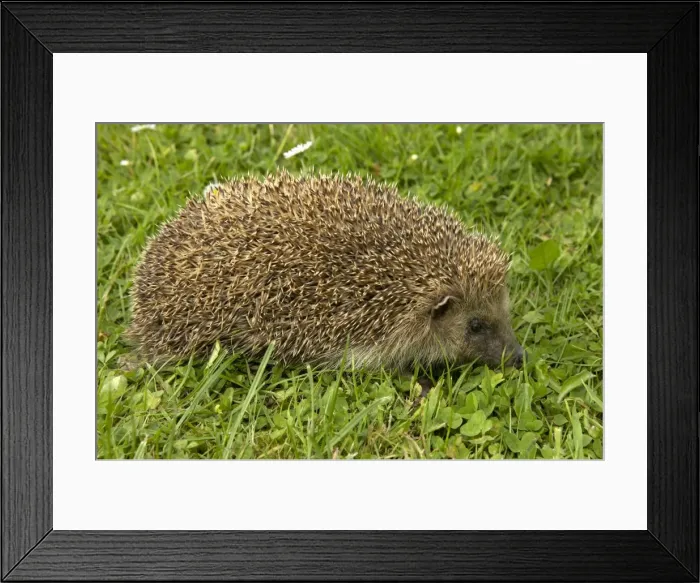 Framed Print : Picture No. 10896399 Framed Print : Picture No. 10896399