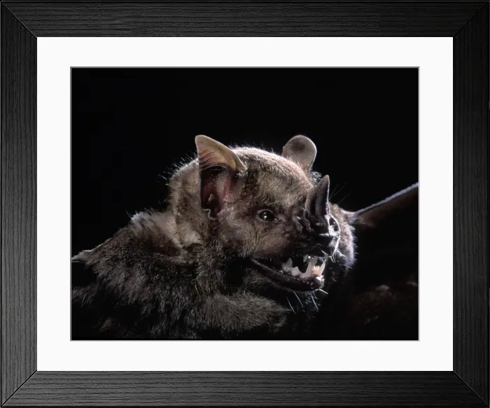 Framed Print : Picture No. 10896400 Framed Print : Picture No. 10896400