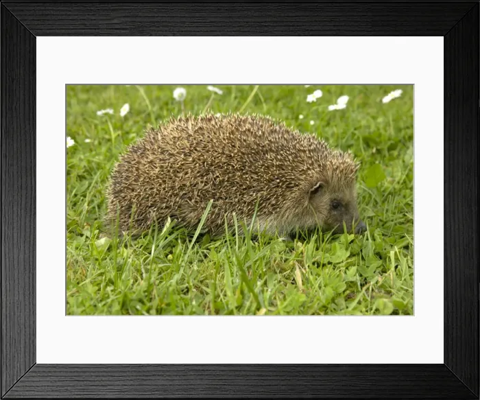 Framed Print : Picture No. 10896401 Framed Print : Picture No. 10896401