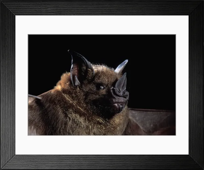 Framed Print : Picture No. 10896398 Framed Print : Picture No. 10896398