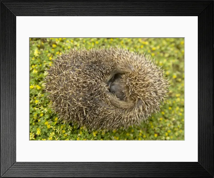 Framed Print : Picture No. 10896402 Framed Print : Picture No. 10896402
