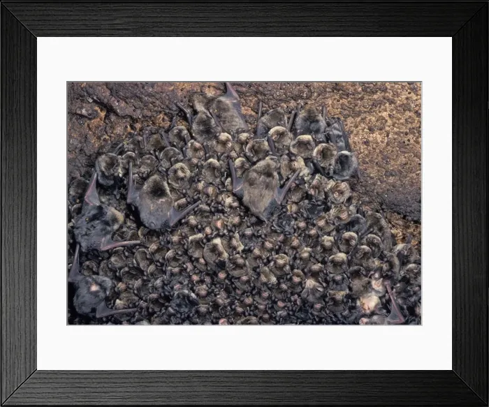 Framed Print : Picture No. 10896397 Framed Print : Picture No. 10896397