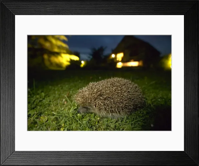 Framed Print : Picture No. 10896403 Framed Print : Picture No. 10896403