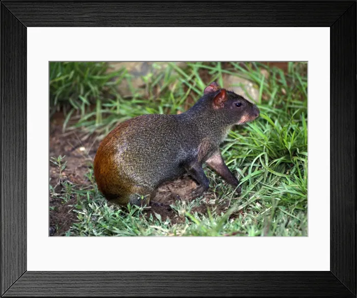 Framed Print : Picture No. 10896396 Framed Print : Picture No. 10896396