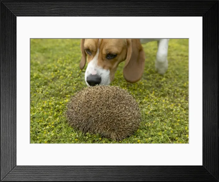 Framed Print : Picture No. 10896406