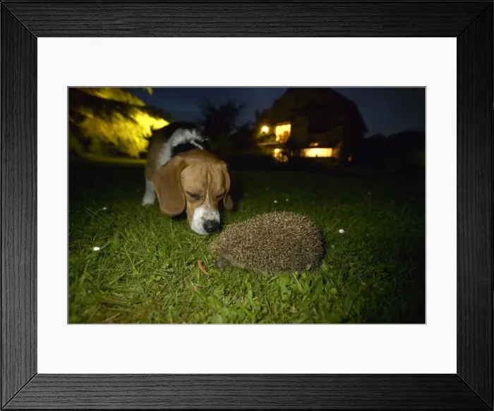 Framed Print : Picture No. 10896405 Framed Print : Picture No. 10896405
