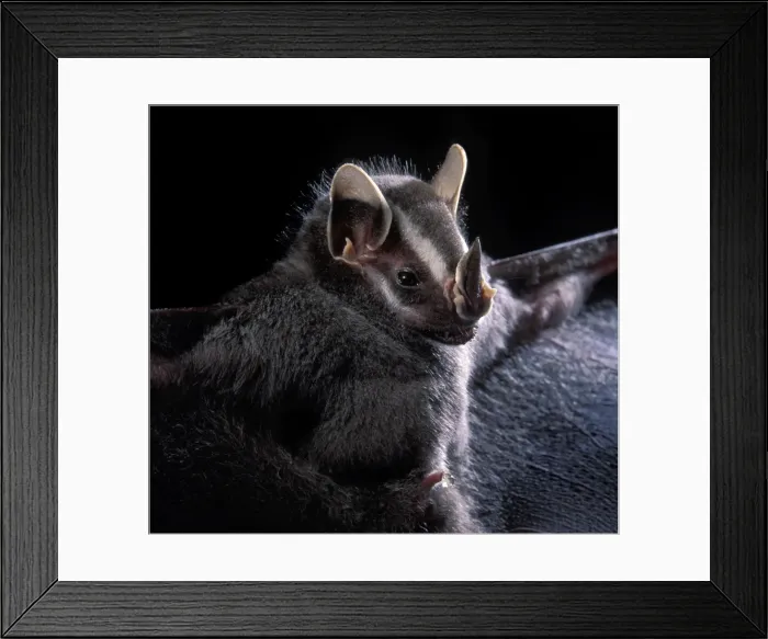 Framed Print : Picture No. 10896407 Framed Print : Picture No. 10896407