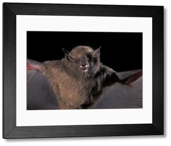 Framed Print : Picture No. 10896408 Framed Print : Picture No. 10896408