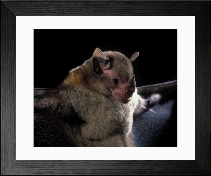 Framed Print : Picture No. 10896411 Framed Print : Picture No. 10896411