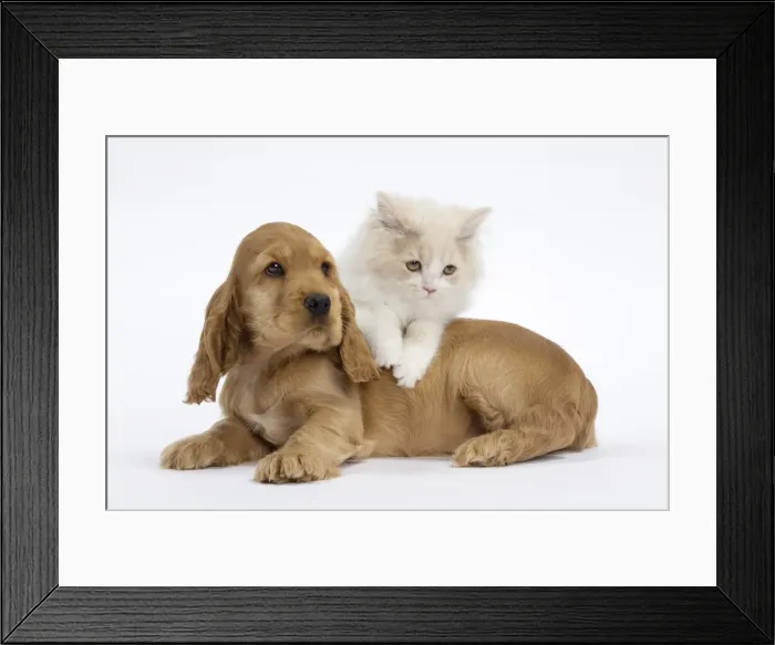 Framed Print : Picture No. 10897965 Framed Print : Picture No. 10897965