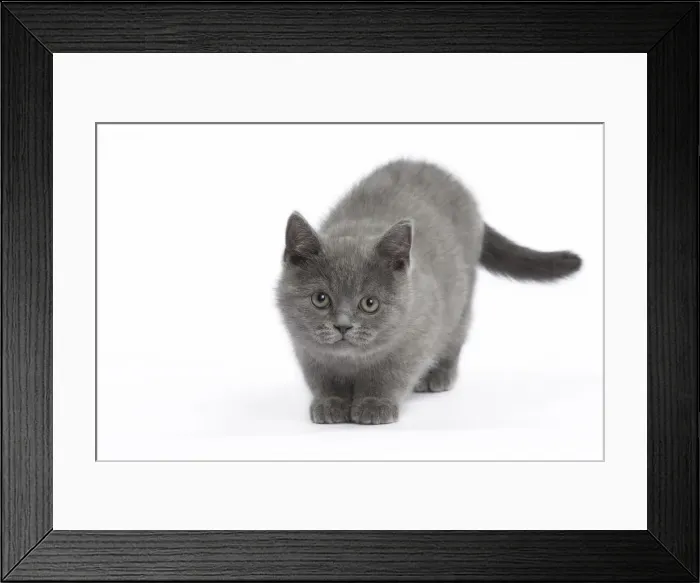Framed Print : Picture No. 10897968 Framed Print : Picture No. 10897968