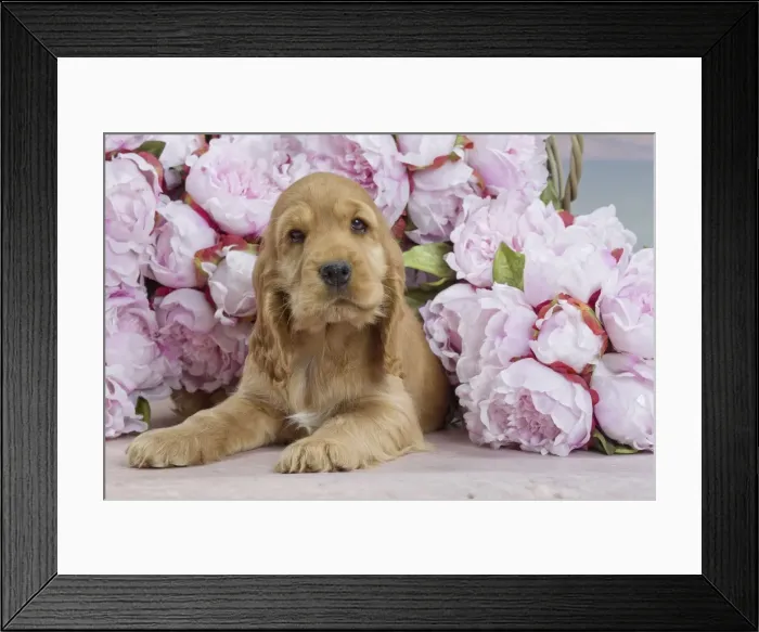 Framed Print : Picture No. 10897962 Framed Print : Picture No. 10897962