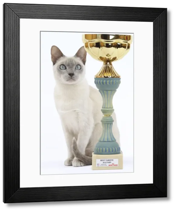 Framed Print : Picture No. 10897970 Framed Print : Picture No. 10897970